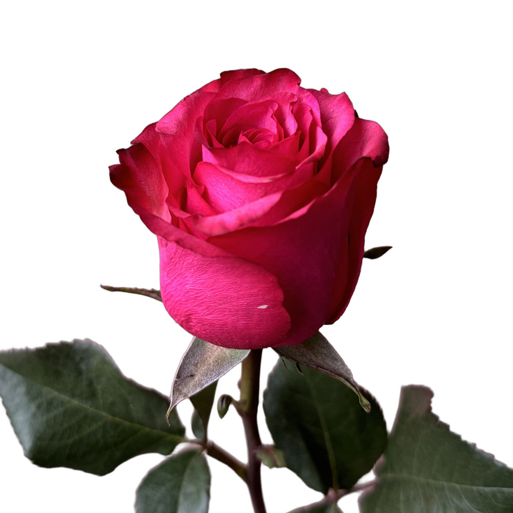 Роза Лола (Lola)