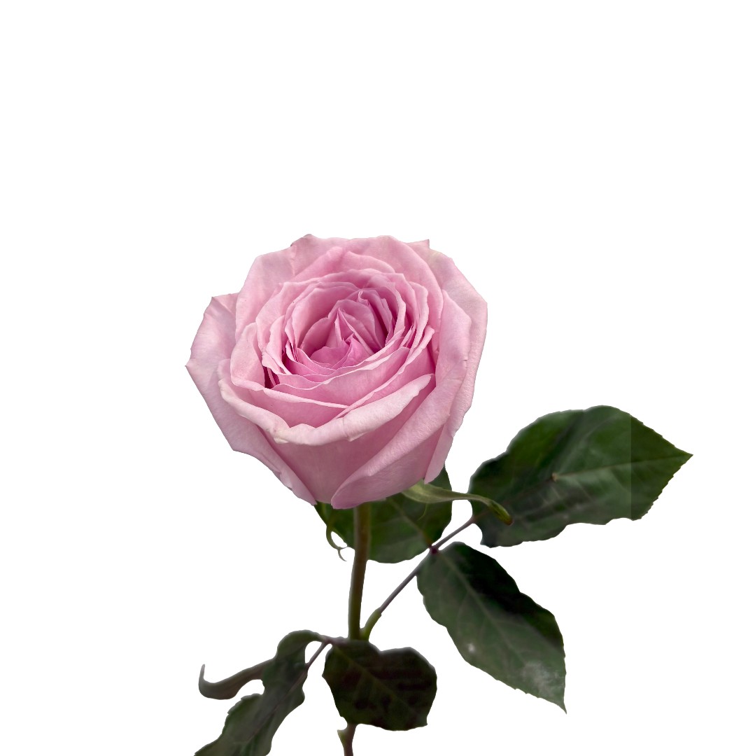 Роза Пинк Охара (PINK OHARA)