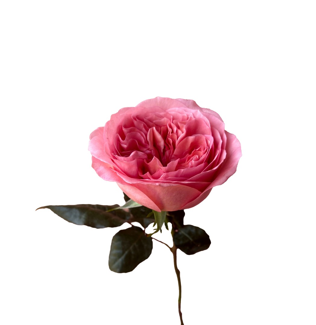 Розовая роза Пинк Экспрешн (PINK EXPRESSION)